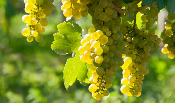 Hagelversicherung Frostversicherung Wein