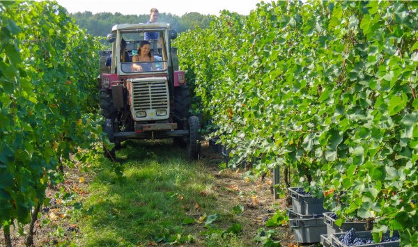 Betriebshaftpflicht Winzer und Weingut